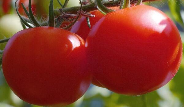 西紅柿怎么選？